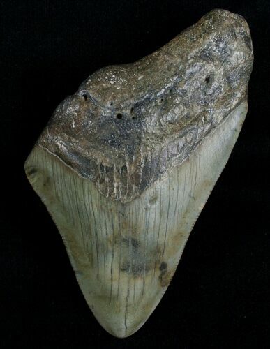 Bargain Megalodon Tooth #6999